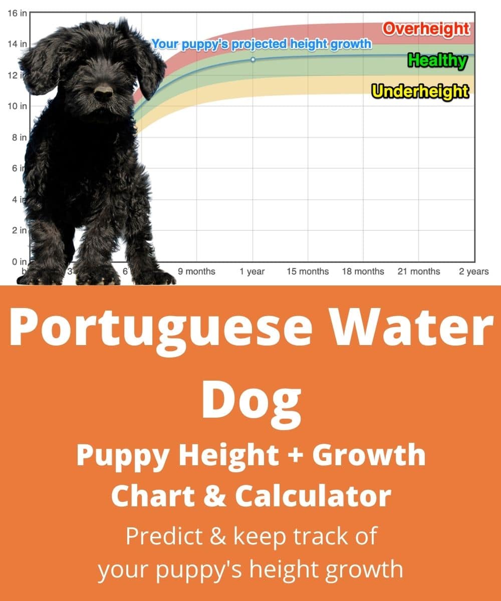 portie Puppy height Growth Chart